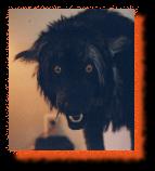 darkwolf001